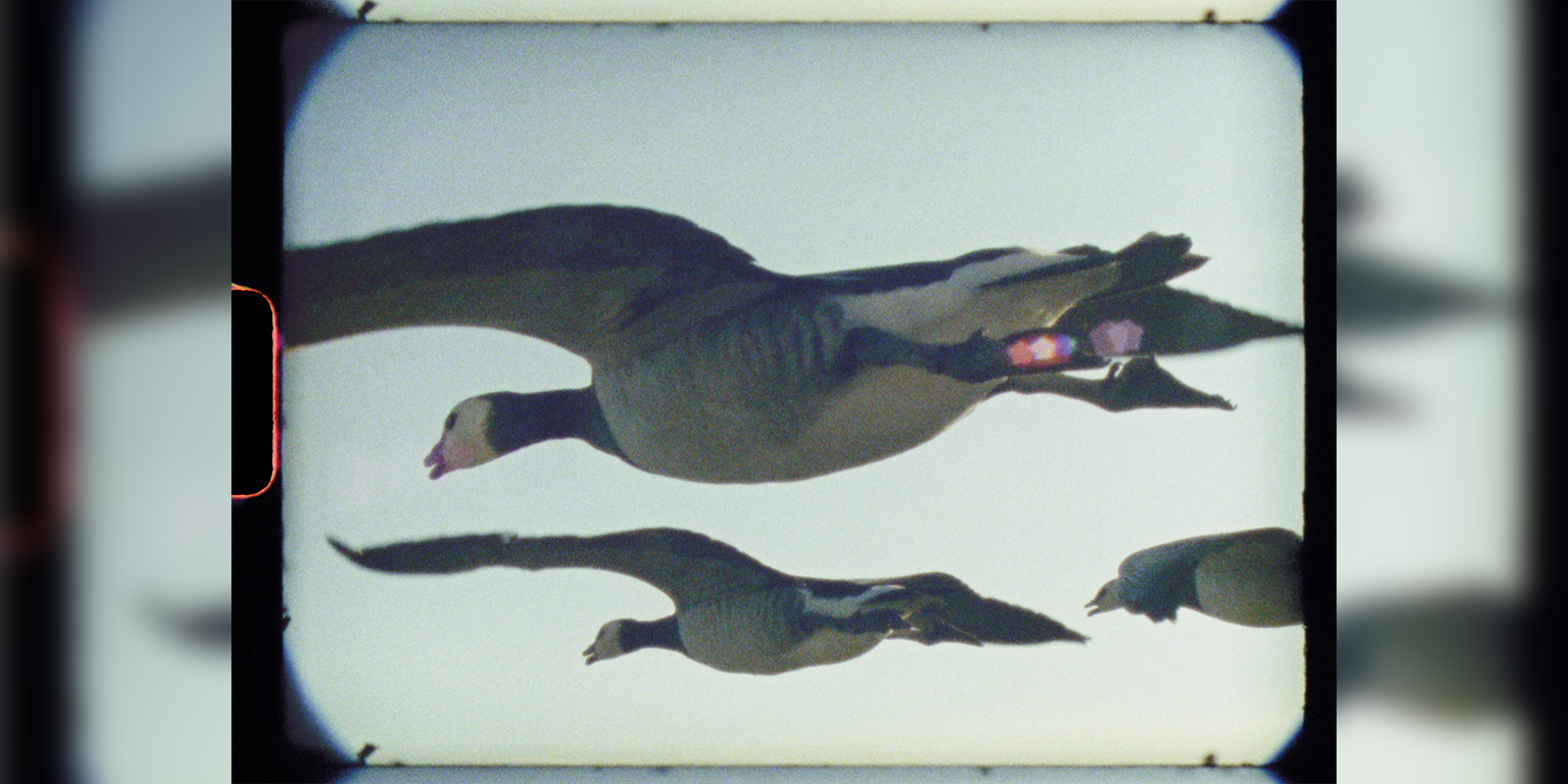 Three geese flying in the sky, viewed from below through a vignetted, vintage film frame with a light leak effect on the left side.