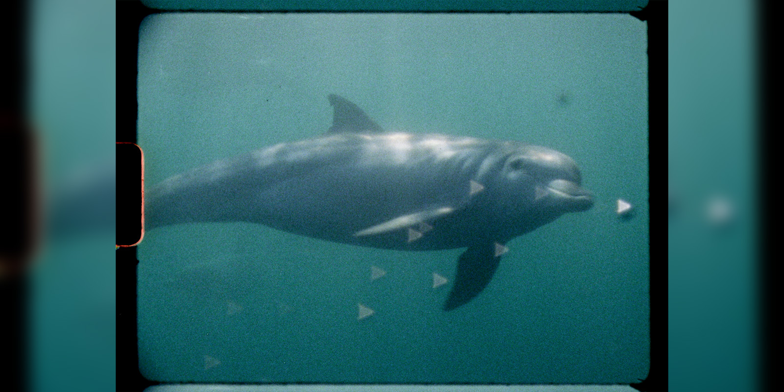 A dolphin swims underwater in a slightly murky, green-tinged environment. The image has a grainy texture and a dark border, resembling an old film or archival footage.