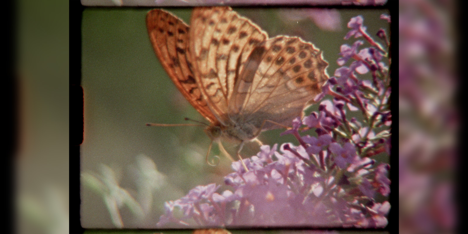 A close-up of an orange and brown butterfly perched on a cluster of purple flowers, with a blurred green and pink background, framed by soft black borders.